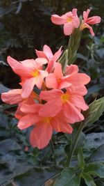 Close-up of flowers blooming outdoors