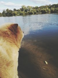 Close-up of dog by lake against sky