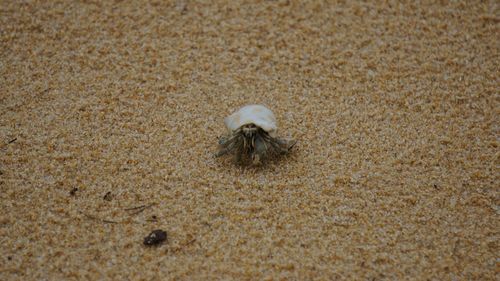 High angle view of shell on sand