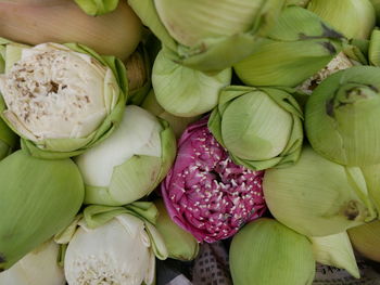 Close up photo of lotus flowers