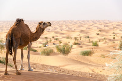 Sheep in a desert