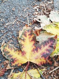Close-up of dry maple leaf on fallen leaves