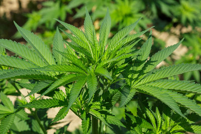 Marijuana plants in the first medicinal plant in the netherlands