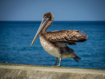 Side view of pelican on retaining wall by sea