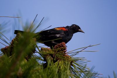 Low angle view of bird perching on branch against sky