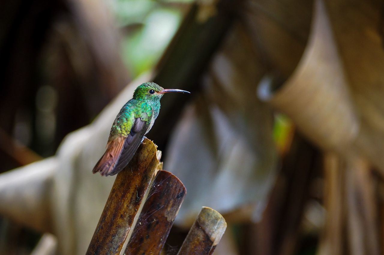 CLOSE-UP OF A BIRD PERCHING ON TREE