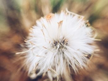 Close-up of white flower