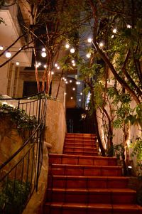 Staircase by illuminated tree at night