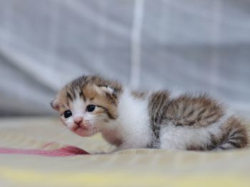 Portrait of kitten