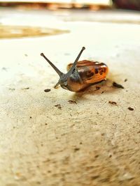 Close-up of snail