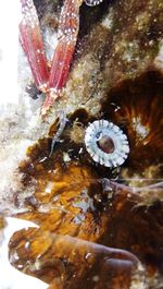 Close-up of jellyfish in sea