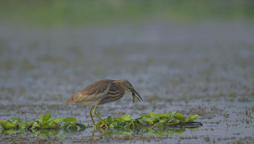 Side view of a bird in water