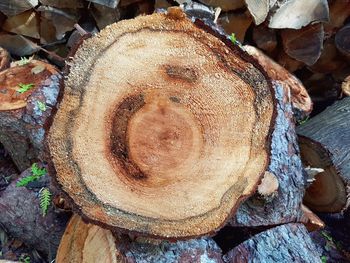 Close-up of logs