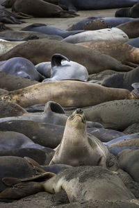 High angle view of sea resting