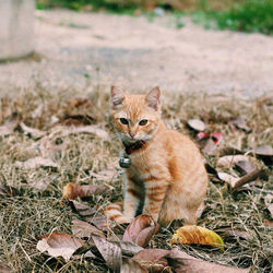 Portrait of cat sitting on field