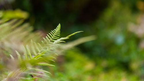 Close-up of fern