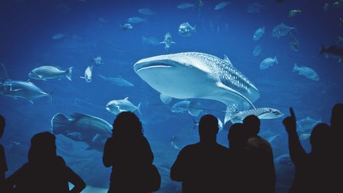 Silhouette of fish swimming in aquarium