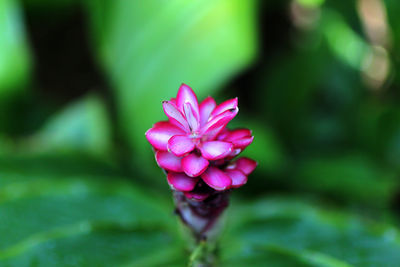 Close-up of pink flowering plant