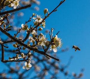 Low angle view of cherry blossoms against sky