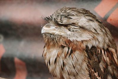 Close-up of owl