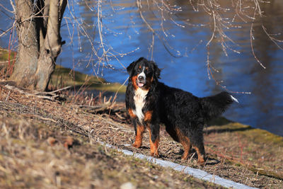 Black dog standing in water