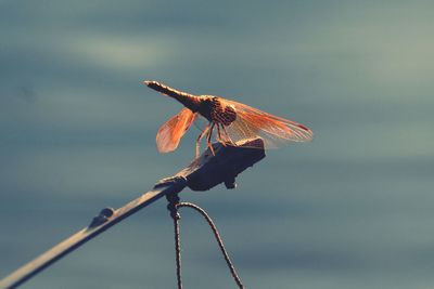 Close-up of dragonfly on plant against sky