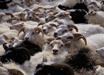Flock of sheep at traditional sheep round up in iceland