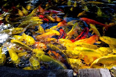 Close-up of fish swimming in water