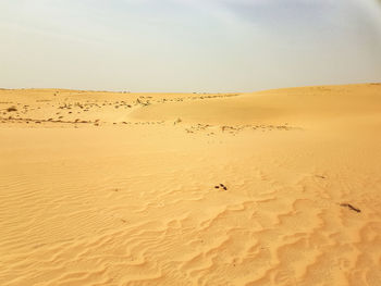 Sand dunes in a desert