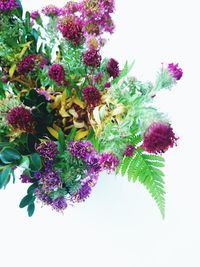 Close-up of pink flowering plant against white background