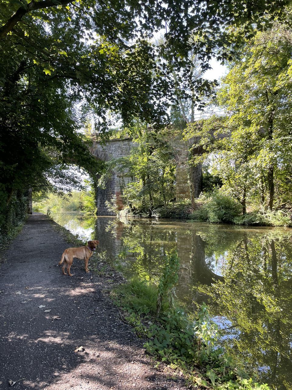 tree, plant, water, nature, growth, beauty in nature, day, no people, forest, green, outdoors, tranquility, leaf, autumn, woodland, reflection, land, scenics - nature, sunlight, jungle, tranquil scene, non-urban scene, architecture