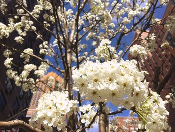 Low angle view of cherry blossom tree