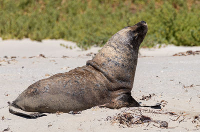 View of animal on beach