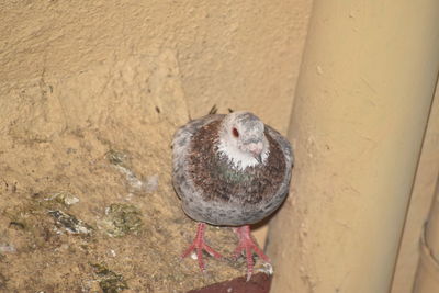 High angle view of bird perching on wood against wall