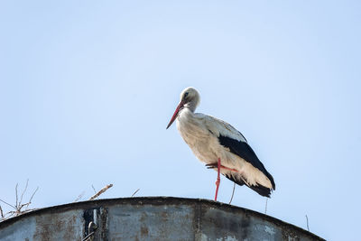 Low angle view of seagull perching on roof against clear sky