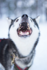 Close-up of dog during winter