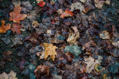 Full frame shot of dry maple leaves