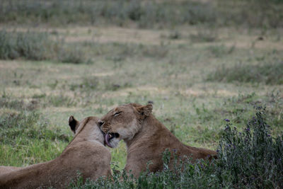 Close-up of lioness on field