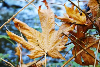 Close-up of maple leaves on plant