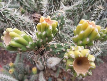 High angle view of prickly pear cactus