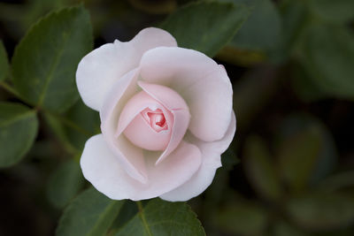 Close-up of pink rose