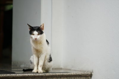 Close-up of cat