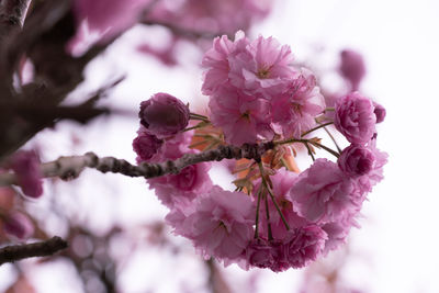 Close-up of pink cherry blossoms in spring