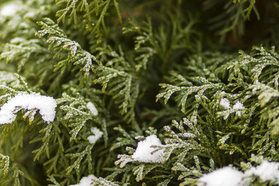 Close-up of snow covered pine tree