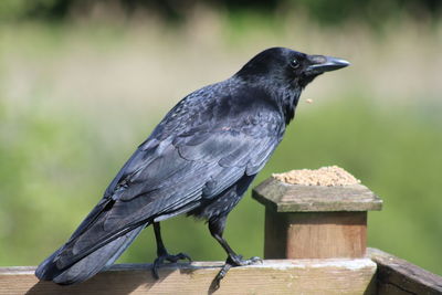 Close-up of bird perching on railing