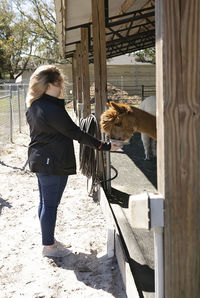 Young woman hand feeding brown suri alpaca in barn at alpaca farm