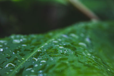 Close-up of water drops on leaves