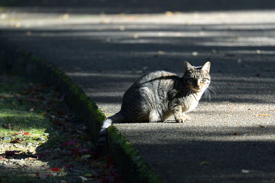 Cat sitting on road in city