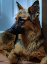 The majestic german shepherd 