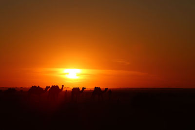 Camels on landscape against sky